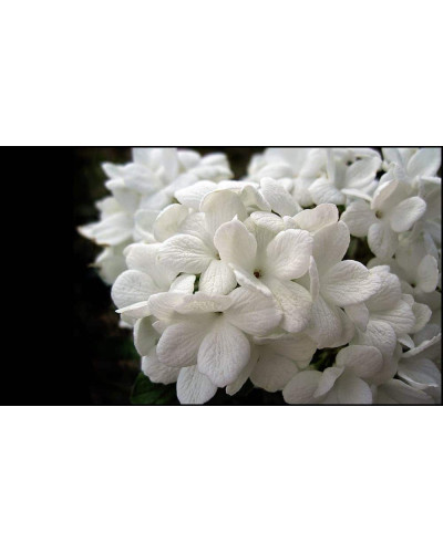 Калина звичайна Ескімо | Viburnum opulus Eskimo | Калина обыкновенная Эскимо