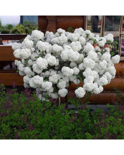 Калина звичайна Ескімо | Viburnum opulus Eskimo | Калина обыкновенная Эскимо