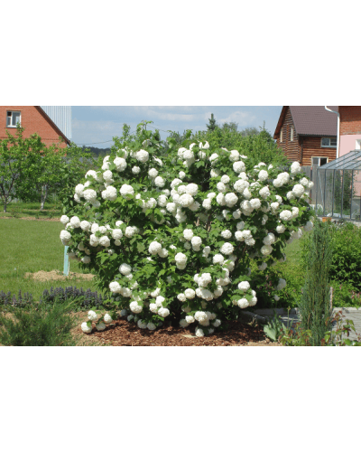 Калина звичайна Ескімо | Viburnum opulus Eskimo | Калина обыкновенная Эскимо