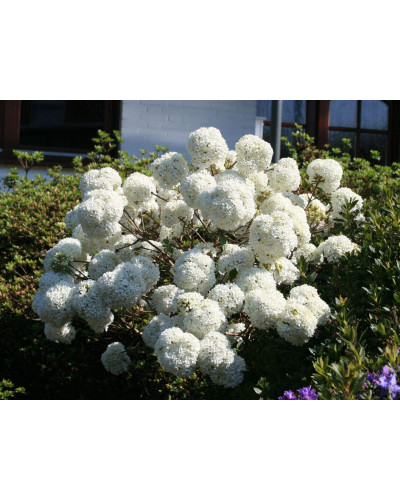 Калина звичайна Ескімо | Viburnum opulus Eskimo | Калина обыкновенная Эскимо