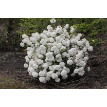 Калина звичайна Ескімо | Viburnum opulus Eskimo | Калина обыкновенная Эскимо
