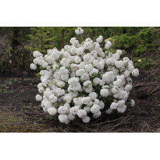 Калина звичайна Ескімо | Viburnum opulus Eskimo | Калина обыкновенная Эскимо