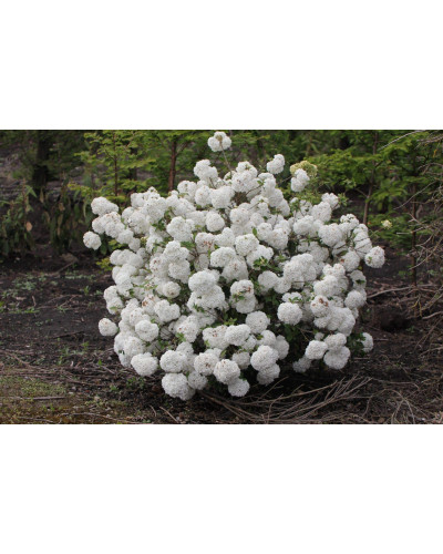 Калина звичайна Ескімо | Viburnum opulus Eskimo | Калина обыкновенная Эскимо