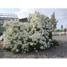 Калина звичайна Ескімо | Viburnum opulus Eskimo | Калина обыкновенная Эскимо
