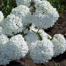 Калина звичайна Ескімо | Viburnum opulus Eskimo | Калина обыкновенная Эскимо