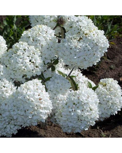 Калина звичайна Ескімо | Viburnum opulus Eskimo | Калина обыкновенная Эскимо