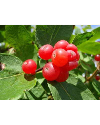 Жимолость татарська (декоративний кущ) | Lonicera tatarica | Жимолость татарская (декоративный куст)