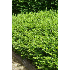 Жимолость блискуча | Lonicera nitida | Жимолость блестящая