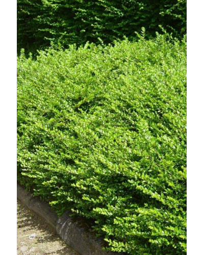 Жимолость блискуча | Lonicera nitida | Жимолость блестящая