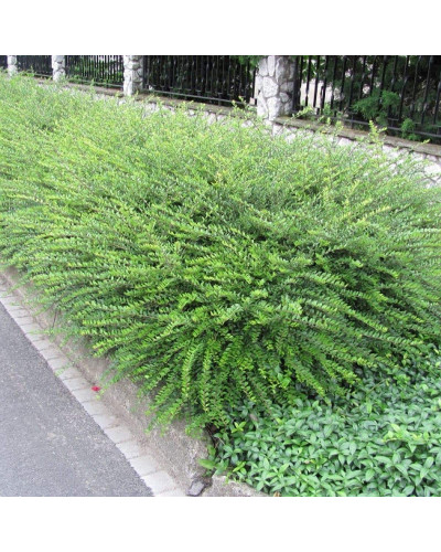 Жимолость блискуча | Lonicera nitida | Жимолость блестящая