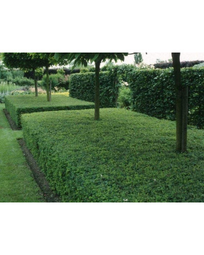Жимолость блискуча | Lonicera nitida | Жимолость блестящая