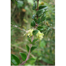 Жимолость блискуча | Lonicera nitida | Жимолость блестящая