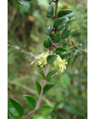 Жимолость блискуча | Lonicera nitida | Жимолость блестящая