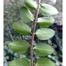 Жимолость блискуча | Lonicera nitida | Жимолость блестящая