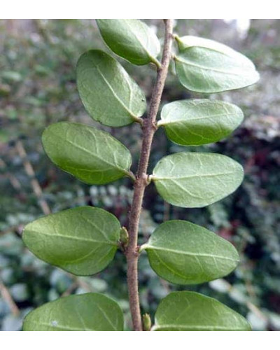 Жимолость блискуча | Lonicera nitida | Жимолость блестящая