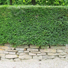 Жимолость блискуча | Lonicera nitida | Жимолость блестящая