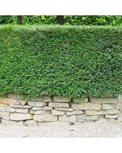 Жимолость блискуча | Lonicera nitida | Жимолость блестящая