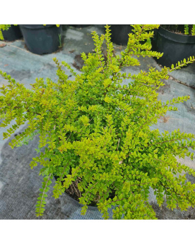 Жимолость блискуча | Lonicera nitida | Жимолость блестящая