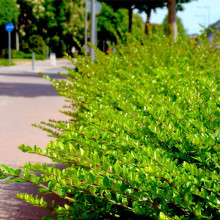 Жимолость блискуча | Lonicera nitida | Жимолость блестящая