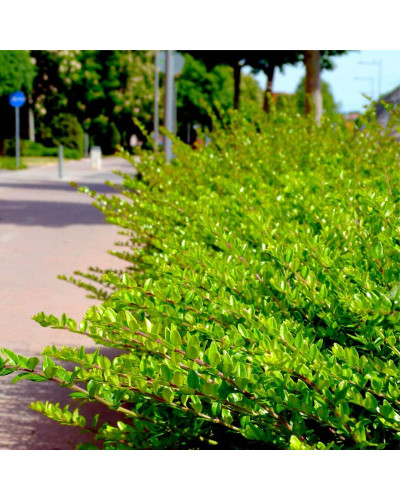 Жимолость блискуча | Lonicera nitida | Жимолость блестящая