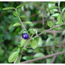 Жимолость блискуча | Lonicera nitida | Жимолость блестящая