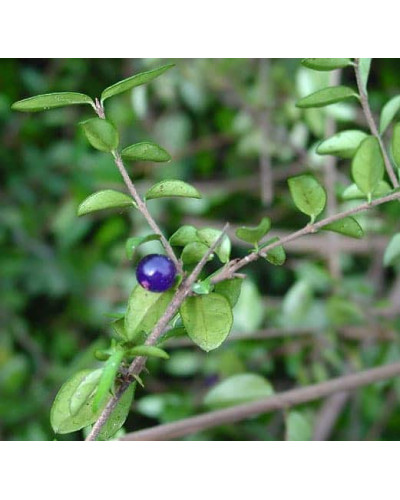 Жимолость блискуча | Lonicera nitida | Жимолость блестящая