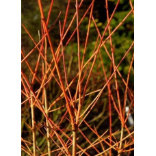 Дерен червоний Меджік Флейм | Cornus sanguinea Magic Flame | Дерен красный Мэджик Флэйм