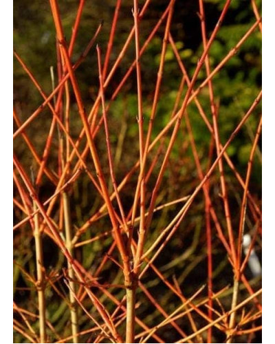 Дерен червоний Меджік Флейм | Cornus sanguinea Magic Flame | Дерен красный Мэджик Флэйм