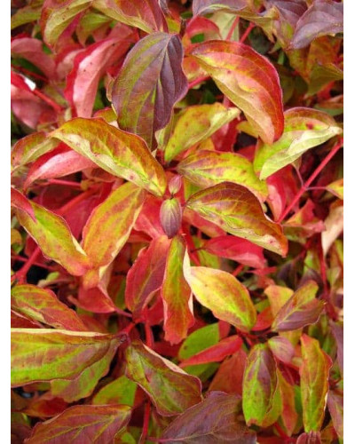 Дерен червоний Меджік Флейм | Cornus sanguinea Magic Flame | Дерен красный Мэджик Флэйм
