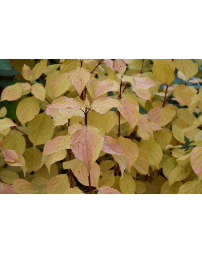 Дерен червоний Меджік Флейм | Cornus sanguinea Magic Flame | Дерен красный Мэджик Флэйм
