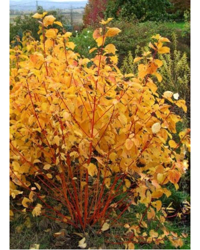 Дерен червоний Меджік Флейм | Cornus sanguinea Magic Flame | Дерен красный Мэджик Флэйм