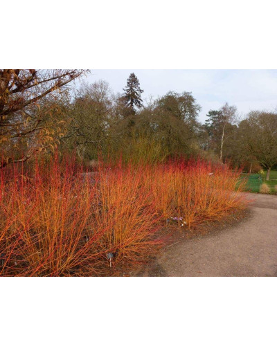 Дерен червоний Меджік Флейм | Cornus sanguinea Magic Flame | Дерен красный Мэджик Флэйм