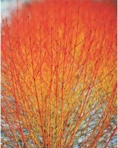 Дерен червоний Меджік Флейм | Cornus sanguinea Magic Flame | Дерен красный Мэджик Флэйм