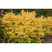 Дерен червоний Меджік Флейм | Cornus sanguinea Magic Flame | Дерен красный Мэджик Флэйм