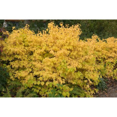 Дерен червоний Меджік Флейм | Cornus sanguinea Magic Flame | Дерен красный Мэджик Флэйм