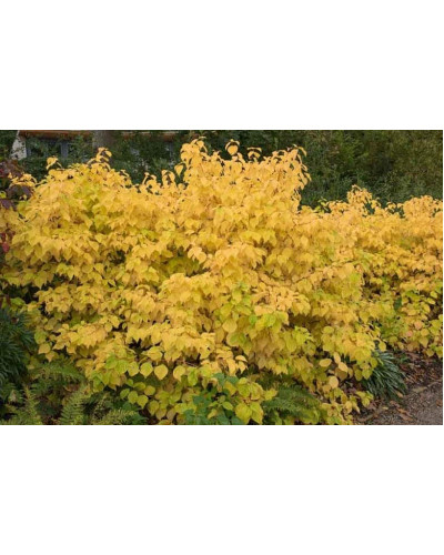 Дерен червоний Меджік Флейм | Cornus sanguinea Magic Flame | Дерен красный Мэджик Флэйм