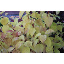 Дерен червоний Меджік Флейм | Cornus sanguinea Magic Flame | Дерен красный Мэджик Флэйм
