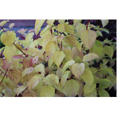 Дерен червоний Меджік Флейм | Cornus sanguinea Magic Flame | Дерен красный Мэджик Флэйм