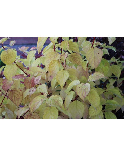 Дерен червоний Меджік Флейм | Cornus sanguinea Magic Flame | Дерен красный Мэджик Флэйм