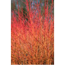 Дерен червоний Меджік Флейм | Cornus sanguinea Magic Flame | Дерен красный Мэджик Флэйм