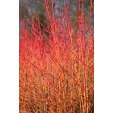Дерен червоний Меджік Флейм | Cornus sanguinea Magic Flame | Дерен красный Мэджик Флэйм