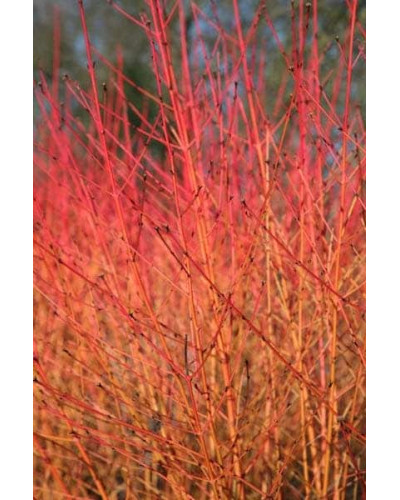 Дерен червоний Меджік Флейм | Cornus sanguinea Magic Flame | Дерен красный Мэджик Флэйм
