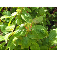 Дерен червоний Меджік Флейм | Cornus sanguinea Magic Flame | Дерен красный Мэджик Флэйм