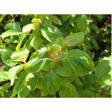 Дерен червоний Меджік Флейм | Cornus sanguinea Magic Flame | Дерен красный Мэджик Флэйм