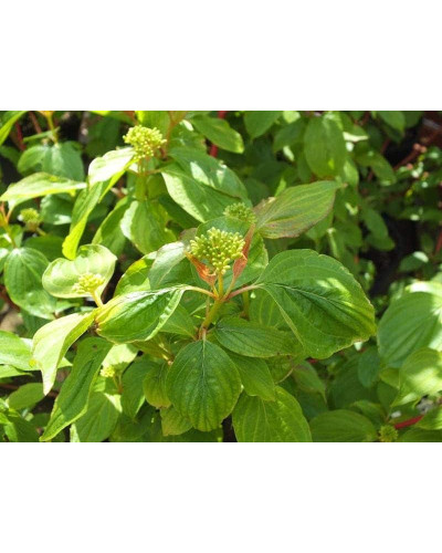 Дерен червоний Меджік Флейм | Cornus sanguinea Magic Flame | Дерен красный Мэджик Флэйм