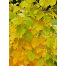 Дерен червоний Меджік Флейм | Cornus sanguinea Magic Flame | Дерен красный Мэджик Флэйм