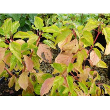 Дерен червоний Меджік Флейм | Cornus sanguinea Magic Flame | Дерен красный Мэджик Флэйм