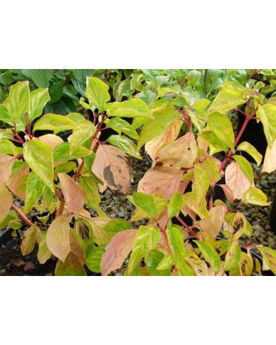 Дерен червоний Меджік Флейм | Cornus sanguinea Magic Flame | Дерен красный Мэджик Флэйм