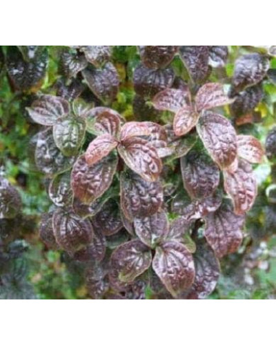 Дерен криваво-червоний Компресса | Cornus sanguinea Compressa | Дерен кроваво-красный Компресса