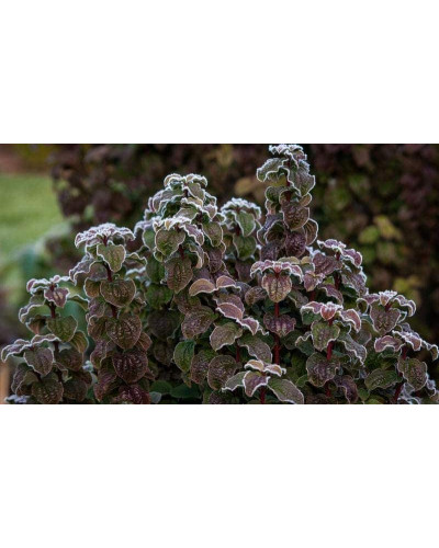 Дерен криваво-червоний Компресса | Cornus sanguinea Compressa | Дерен кроваво-красный Компресса